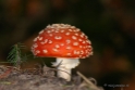 Paddestoelen Hubertusbos