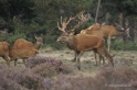 Veluwe Bronstijd