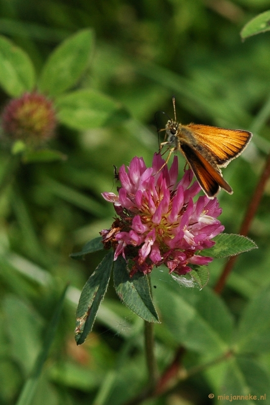 DSC_3322.JPG - Dikkopjes vind je ook in de Biesbosch.