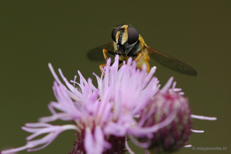 DSC_0735.JPG - Leenderheide