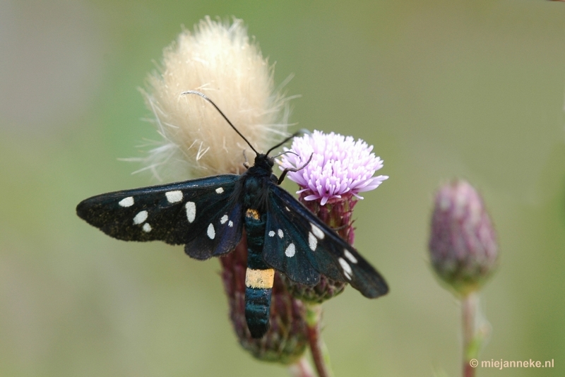 DSC_0846.JPG - Leenderheide