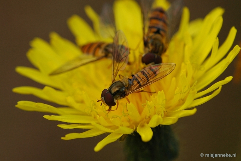 DSC_0907.JPG - Leenderheide