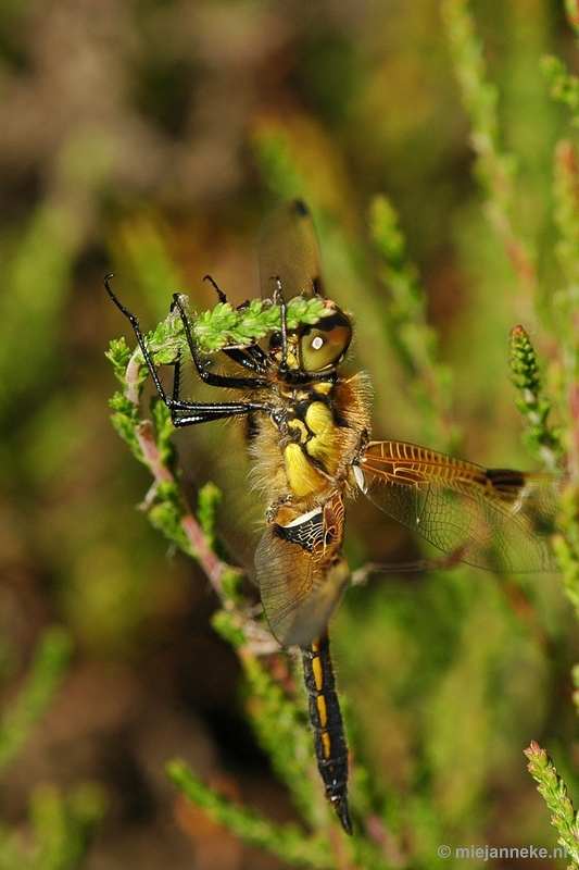 DSC_7725libel.JPG - Leenderheide