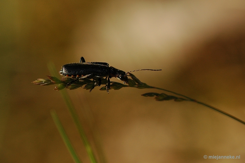 DSC_7780kever.JPG - Leenderheide