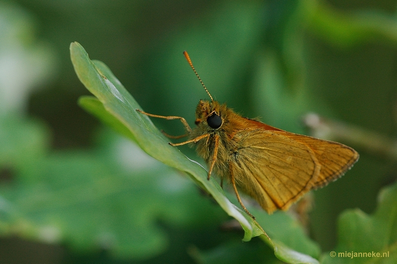 DSC_7787vlinder.JPG - Leenderheide