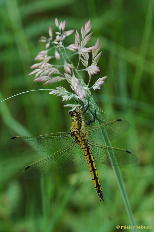 DSC_7851libel.JPG - Leenderheide