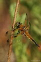 DSC_7886libel