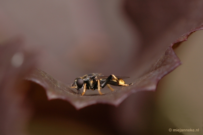 DSC_9354.JPG - Immenhof macro