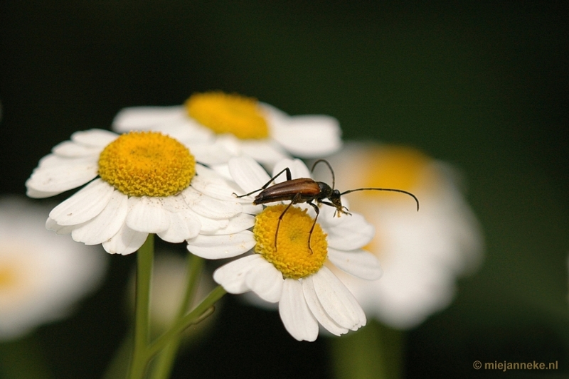 DSC_9409.JPG - Immenhof macro