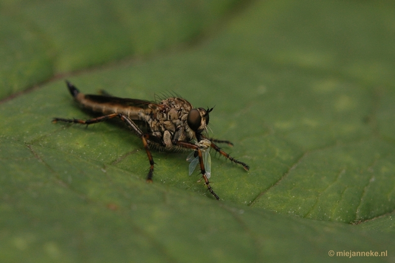 DSC_9449.JPG - Immenhof macro