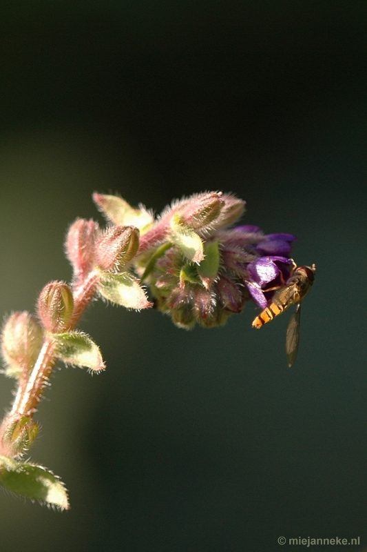 DSC_9525.JPG - Immenhof macro