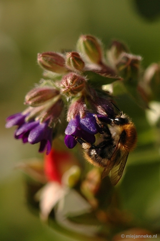 DSC_9529.JPG - Immenhof macro