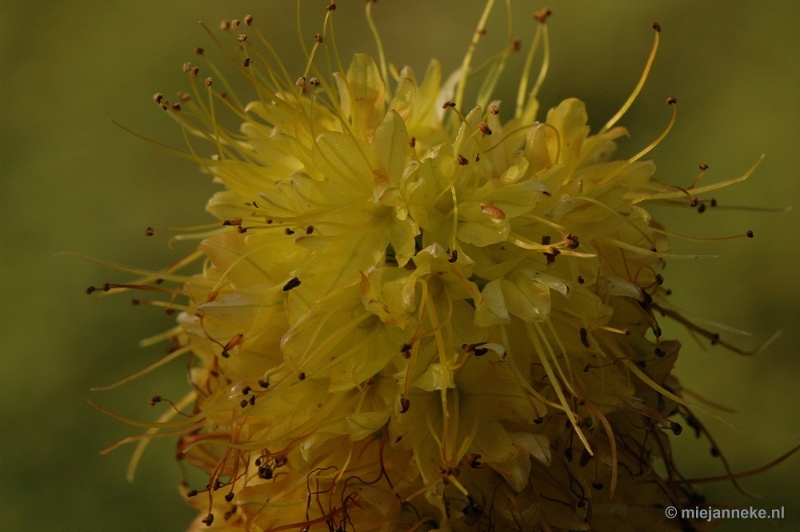 DSC_9533.JPG - Immenhof macro