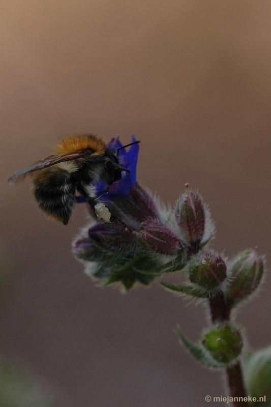 DSC_9540.JPG - Immenhof macro