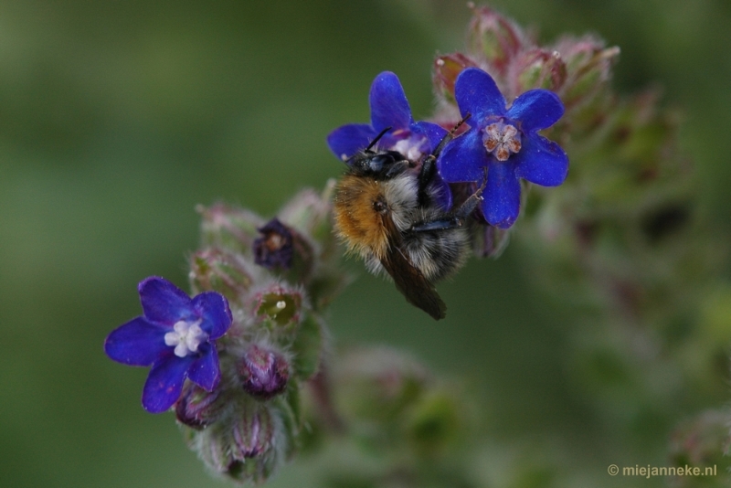 DSC_9542.JPG - Immenhof macro