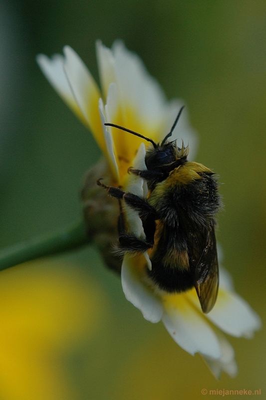 DSC_9552.JPG - Immenhof macro