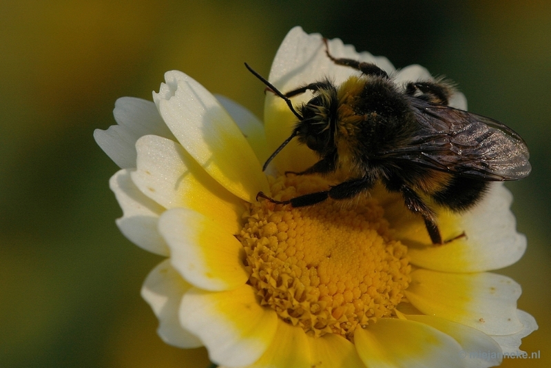 DSC_9579.JPG - Immenhof macro