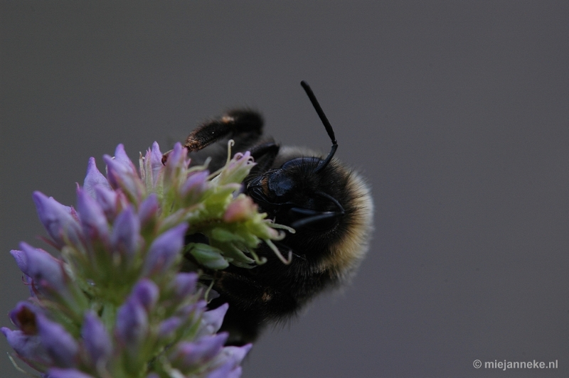 DSC_9599.JPG - Immenhof macro