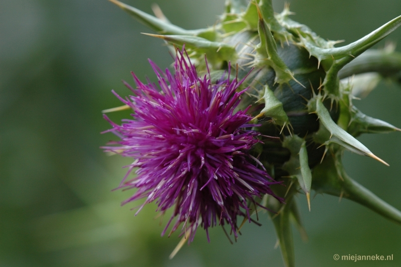 DSC_9654.JPG - Immenhof macro