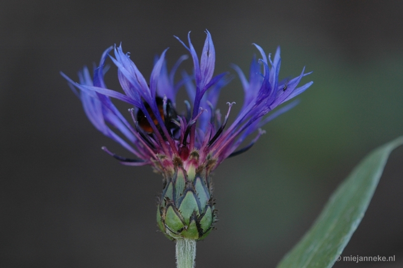 DSC_9696.JPG - Immenhof macro