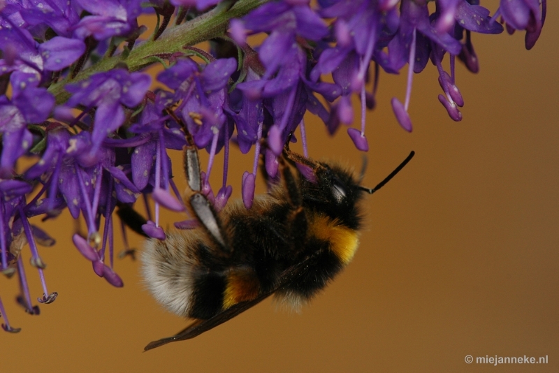 DSC_9762.JPG - Immenhof macro