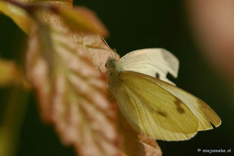 DSC_3510.JPG - Natuurtuin t Loo