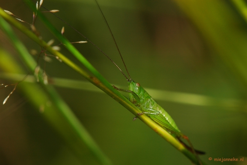 DSC_3520.JPG - Natuurtuin t Loo