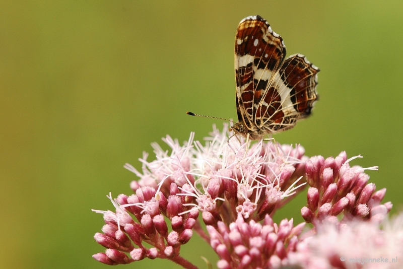 DSC_4972.JPG - Natuurtuin t Loo