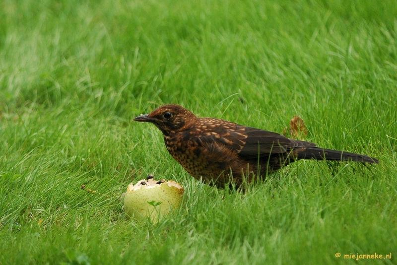 DSC_5112.JPG - Natuurtuin t Loo