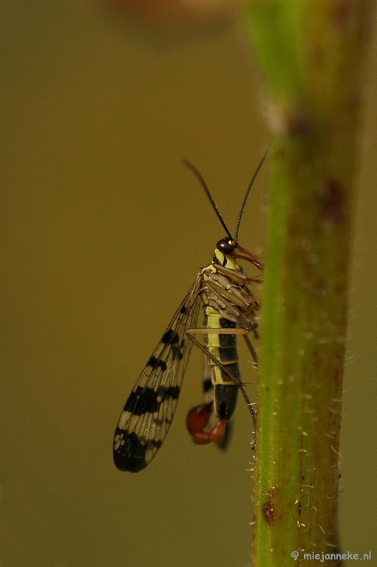 DSC_5128.JPG - Natuurtuin t Loo