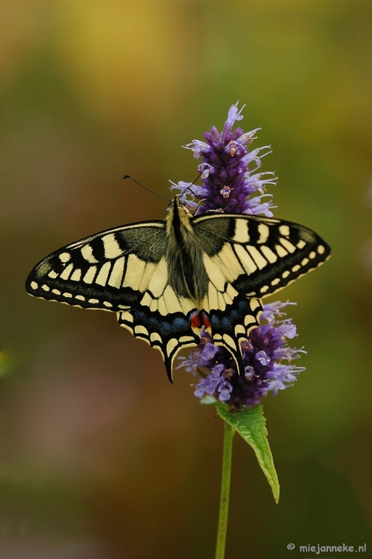 DSC_5147.JPG - Natuurtuin t Loo