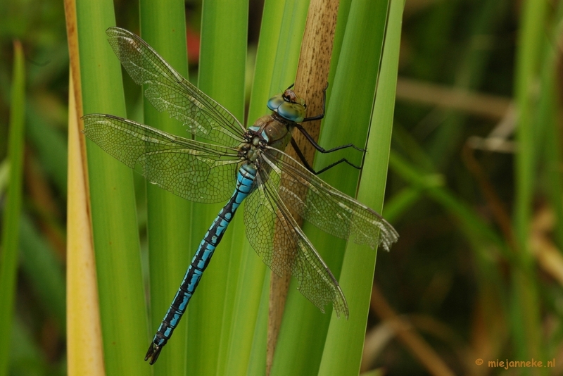 DSC_5229.JPG - Natuurtuin t Loo