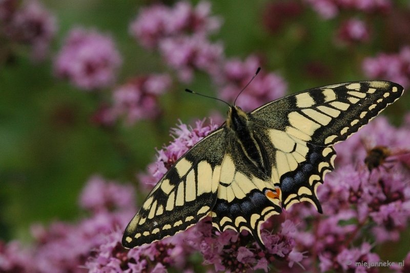 aDSC_3716.JPG - Natuurtuin t Loo