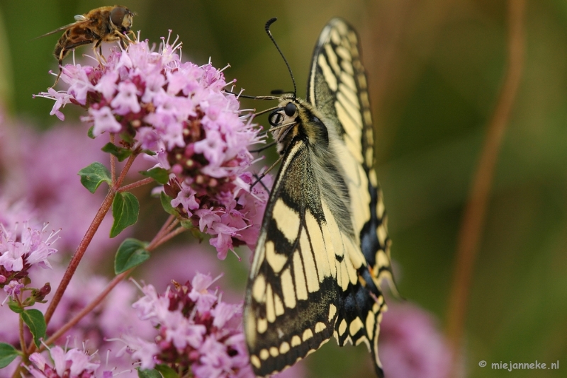 aDSC_3793.JPG - Natuurtuin t Loo