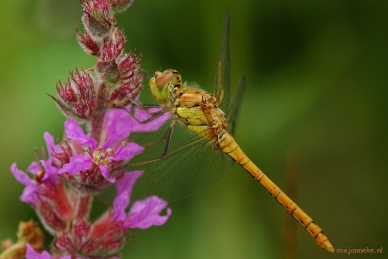 aDSC_3876.JPG - Natuurtuin t Loo