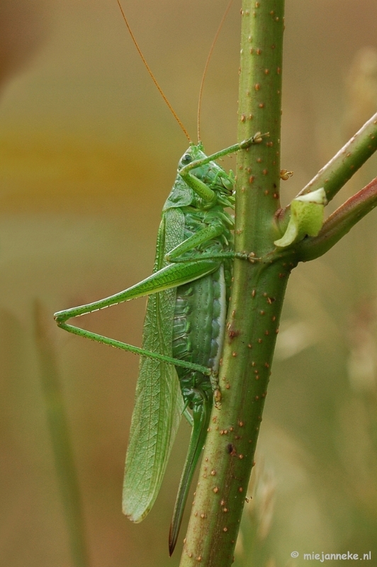 aDSC_3937.JPG - Natuurtuin t Loo