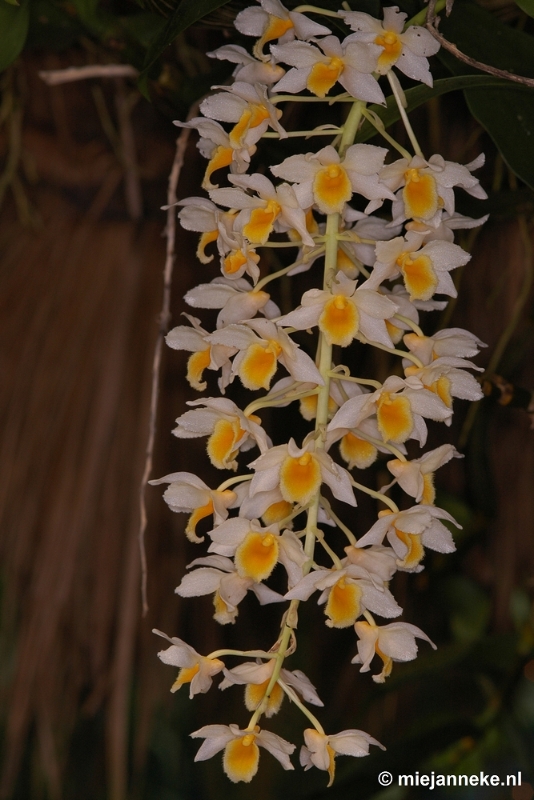 DSC_2756.JPG - Orchidee hoeve