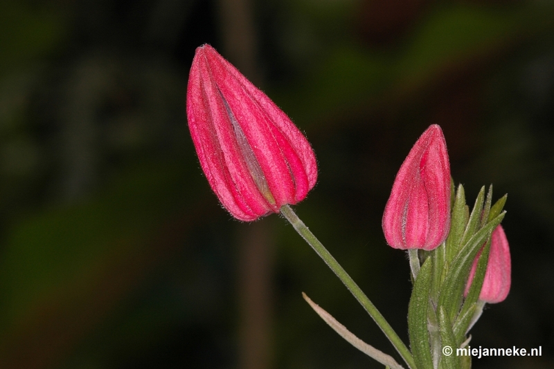 DSC_2780.JPG - Orchidee hoeve