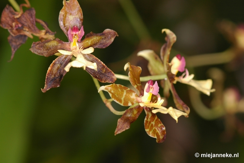 DSC_2806.JPG - Orchidee hoeve