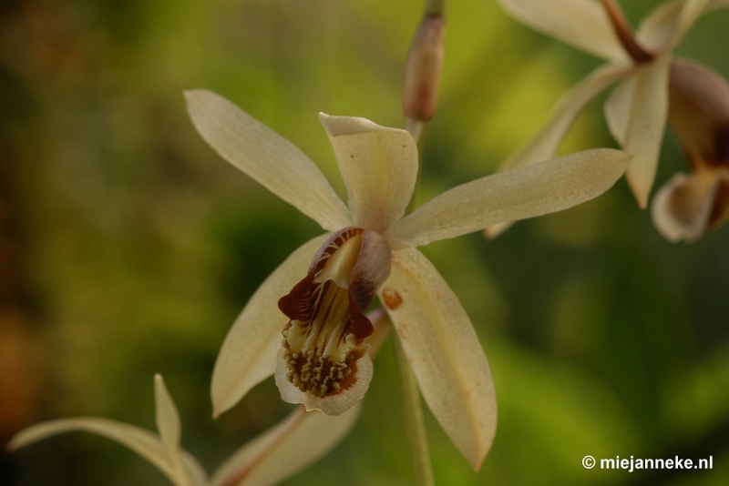 DSC_2809.JPG - Orchidee hoeve