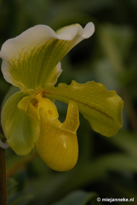 DSC_2902.JPG - Orchidee hoeve