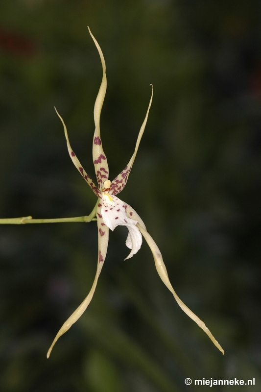 DSC_2923.JPG - Orchidee hoeve