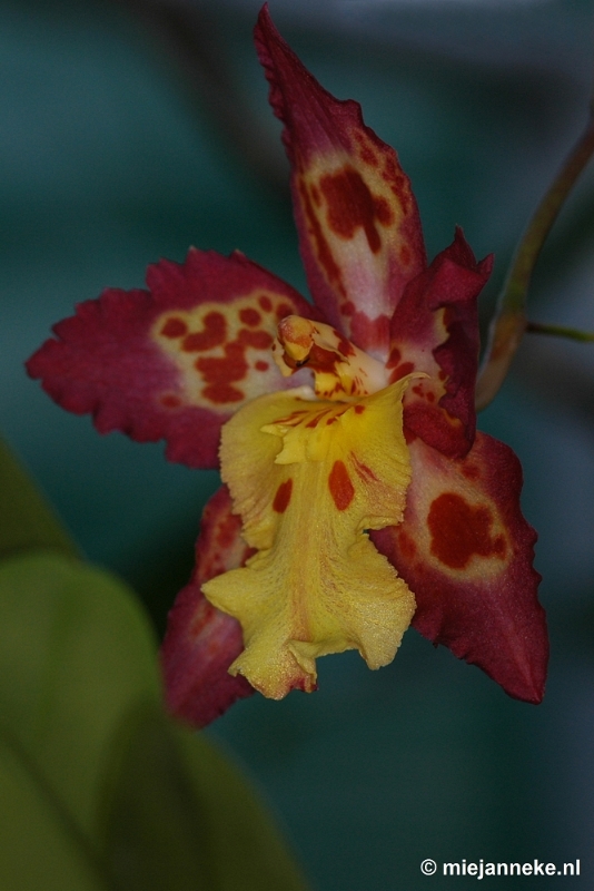 DSC_3016.JPG - Orchidee hoeve