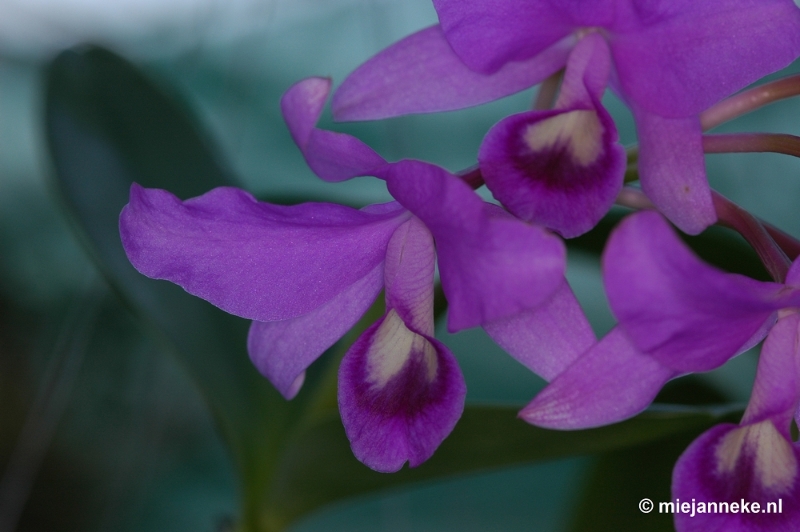 DSC_3022.JPG - Orchidee hoeve