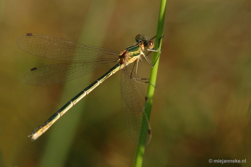 DSC_9808.JPG - Macro 27 juni