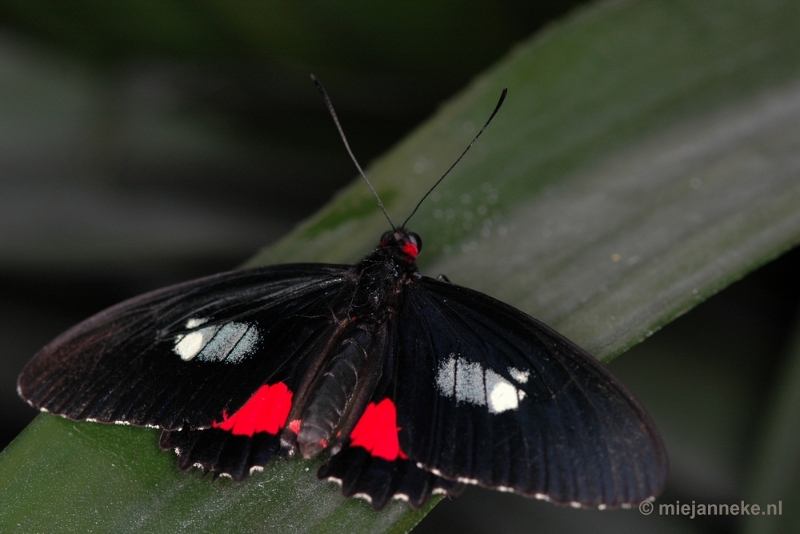 DSC_2511.JPG - Vlindertuin