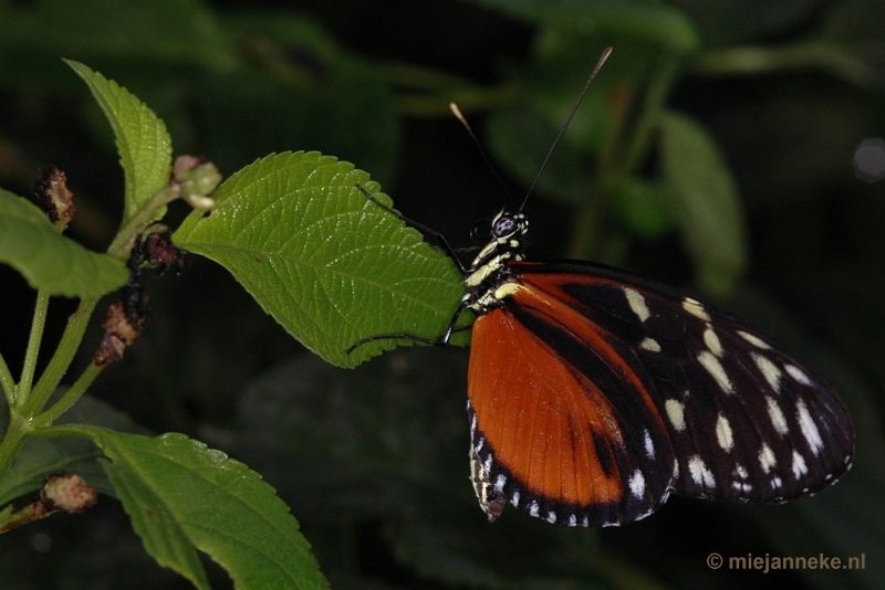 DSC_2514.JPG - Vlindertuin