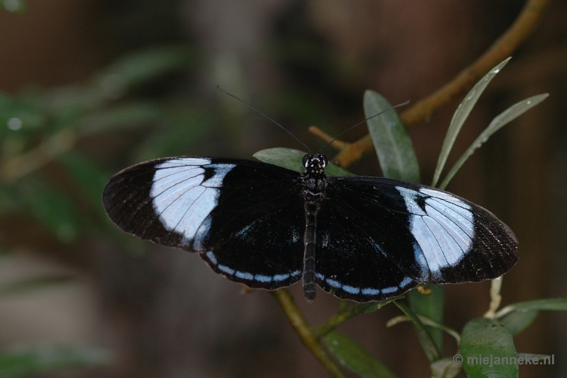 DSC_2541.JPG - Vlindertuin