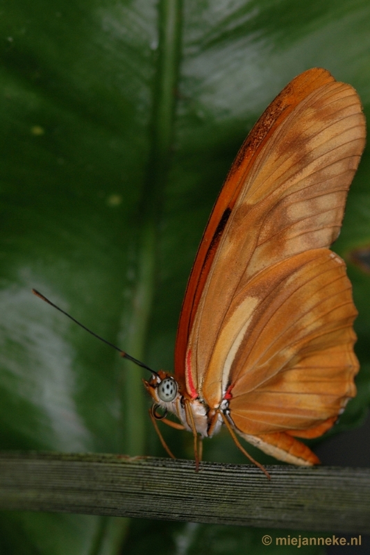 DSC_2552.JPG - Vlindertuin