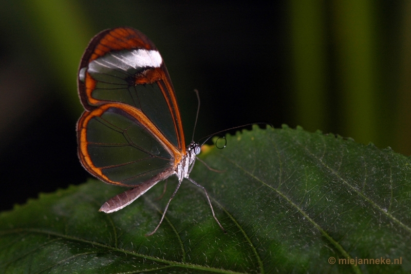 DSC_2621.JPG - Vlindertuin